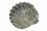 Wide, Enrolled Flexicalymene Trilobite - Indiana #287253-2